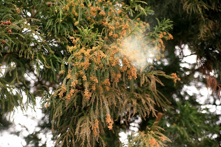 花粉症の原因