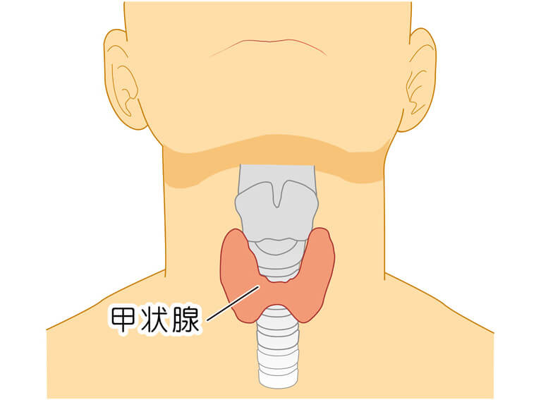 甲状腺の役割